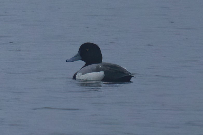 Greater Scaup - ML620119251