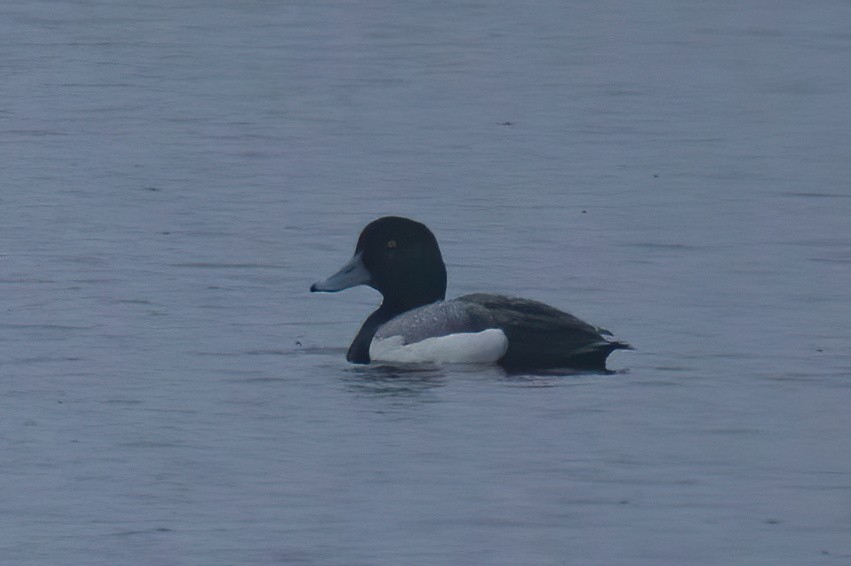 Greater Scaup - ML620119252