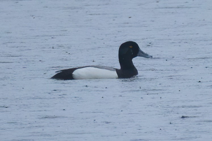 Greater Scaup - ML620119253