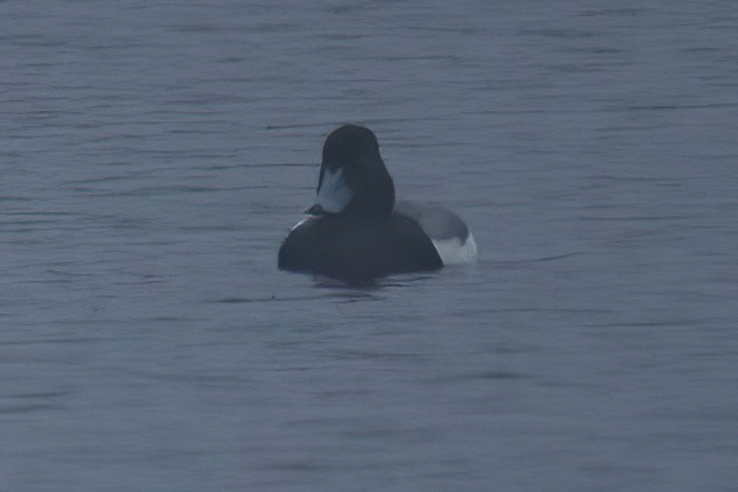 Greater Scaup - ML620119254