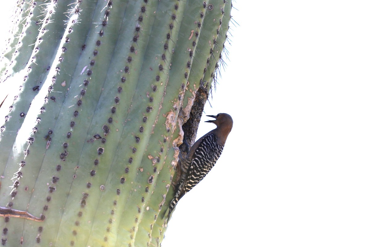Gila Woodpecker - ML620119258