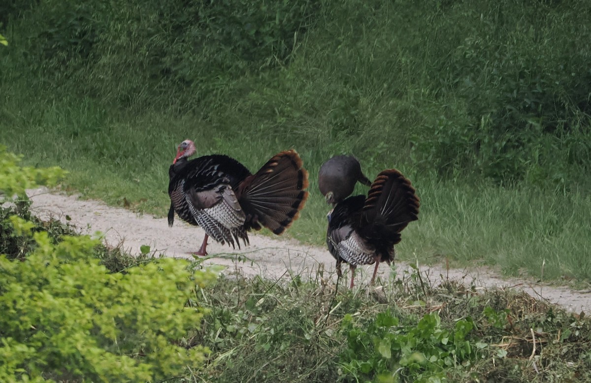 Wild Turkey - ML620119259