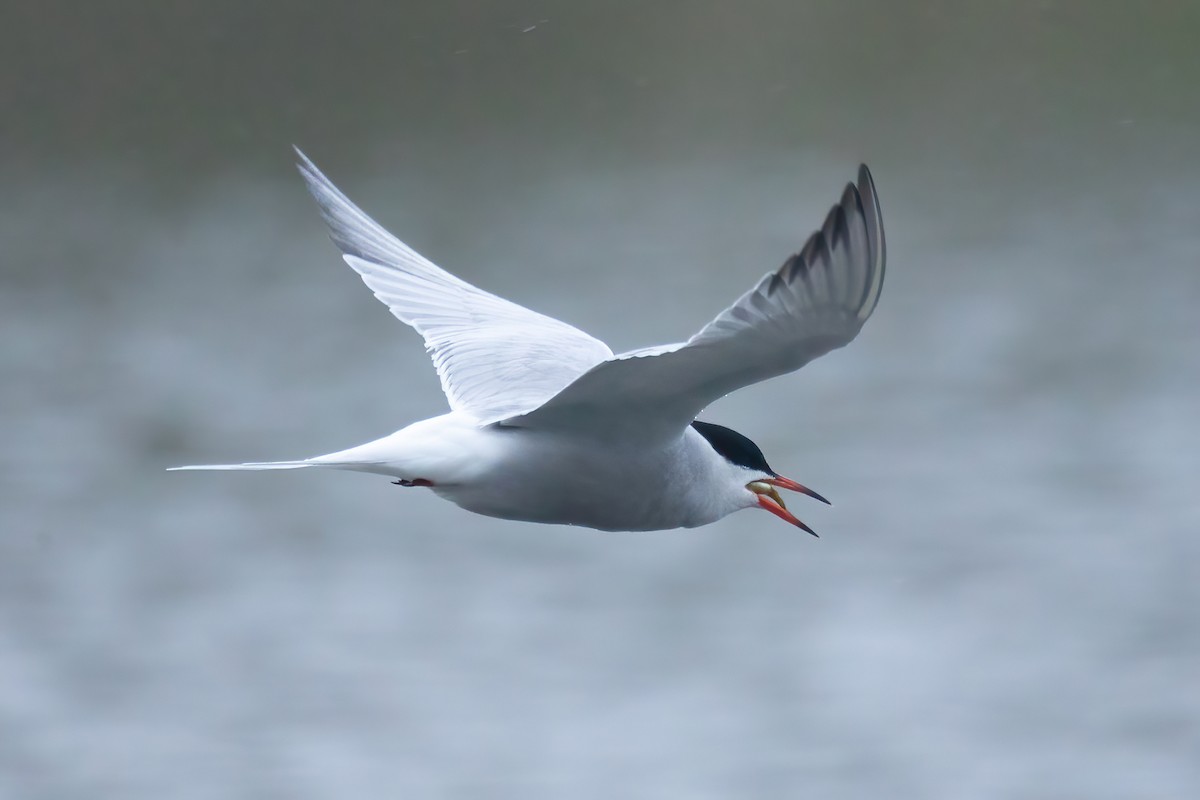 Common Tern - ML620119260