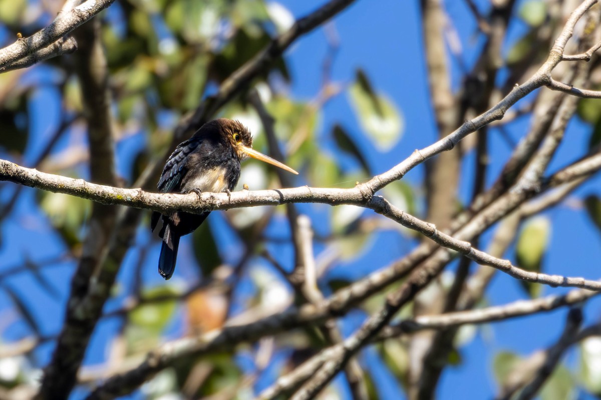 Brown Jacamar - ML620119288