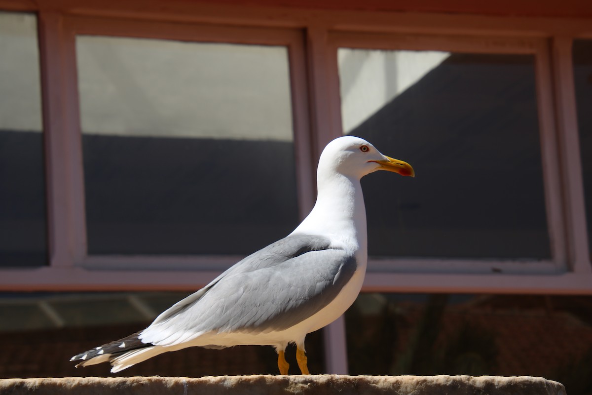 Yellow-legged Gull - ML620119289