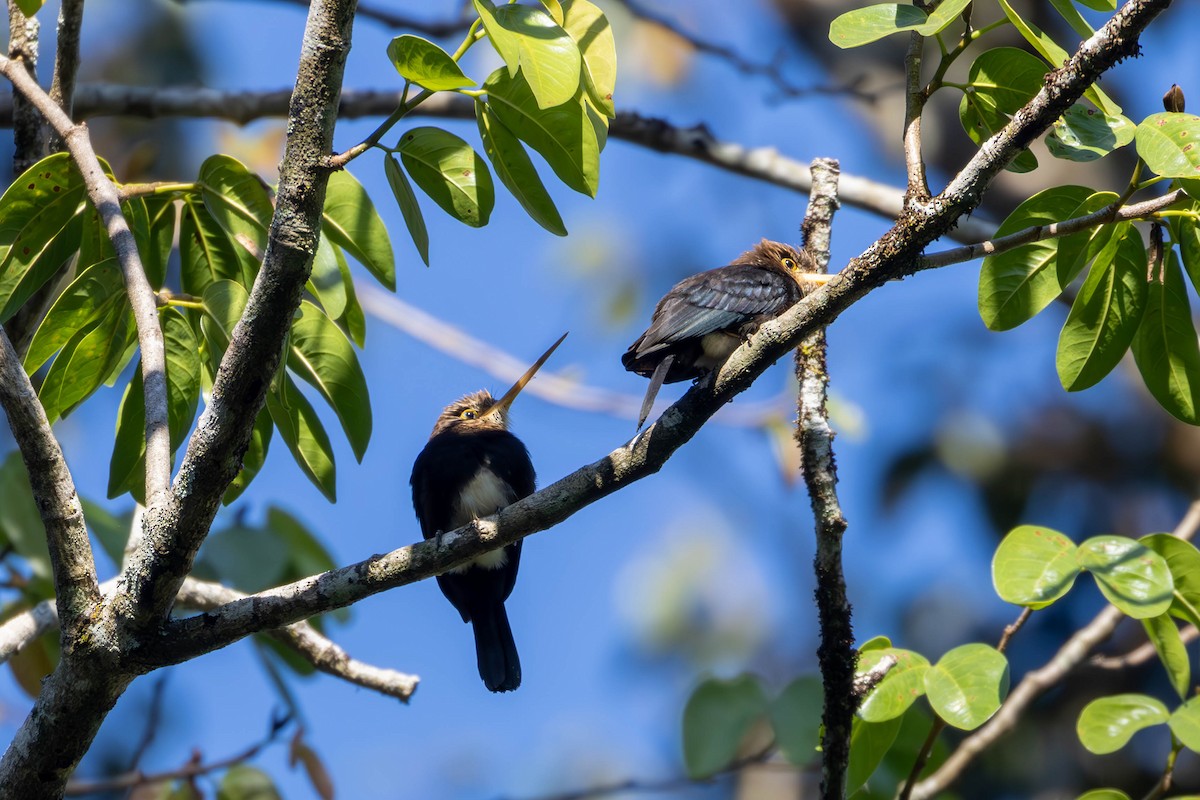 Brown Jacamar - ML620119298