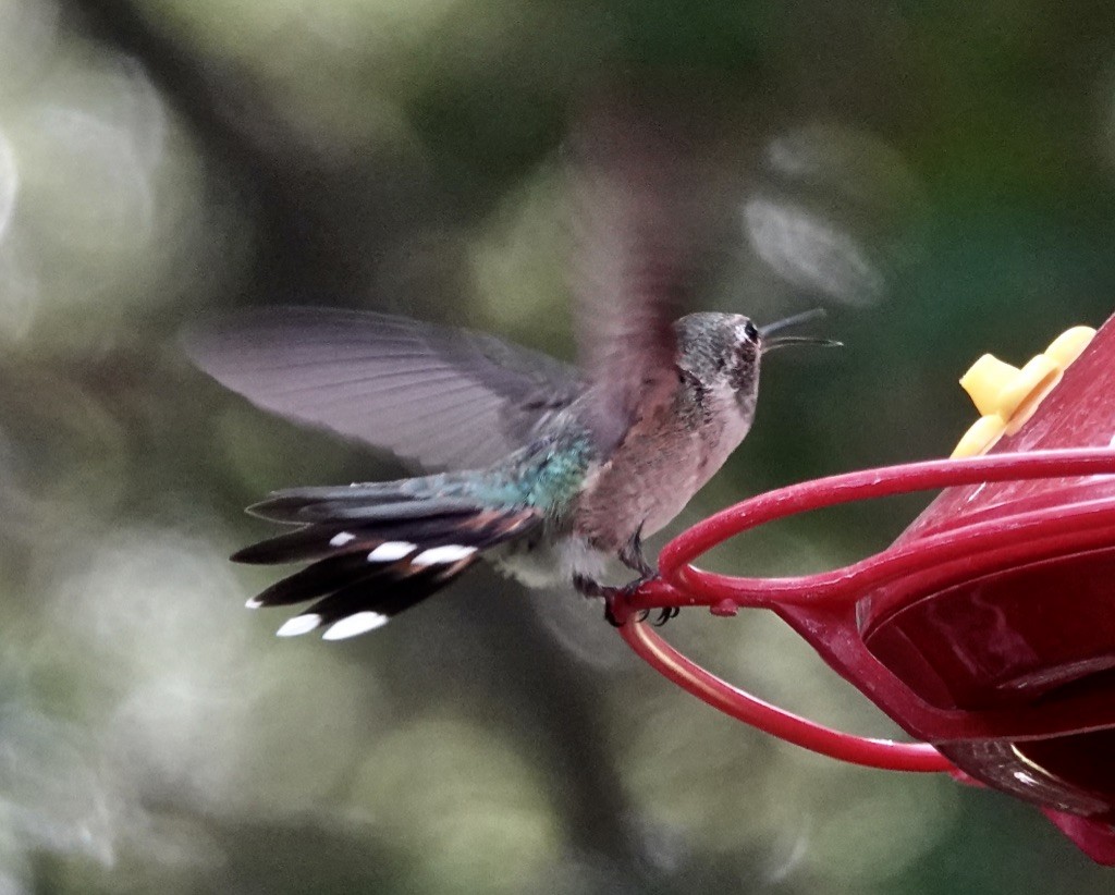 Broad-tailed Hummingbird - ML620119342