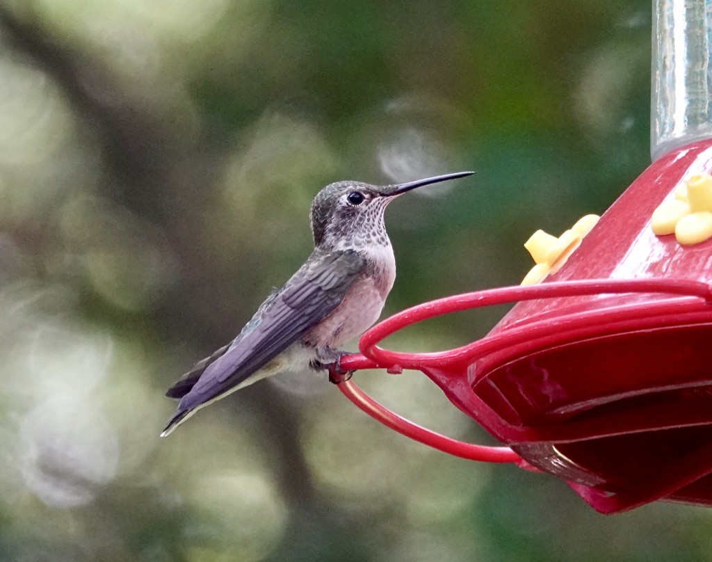 Broad-tailed Hummingbird - ML620119350