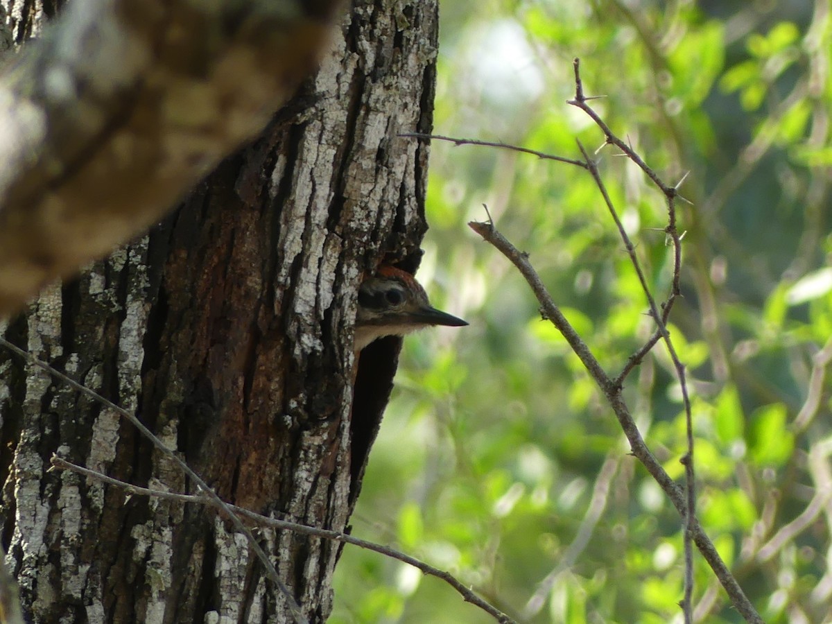 Ladder-backed Woodpecker - ML620119366