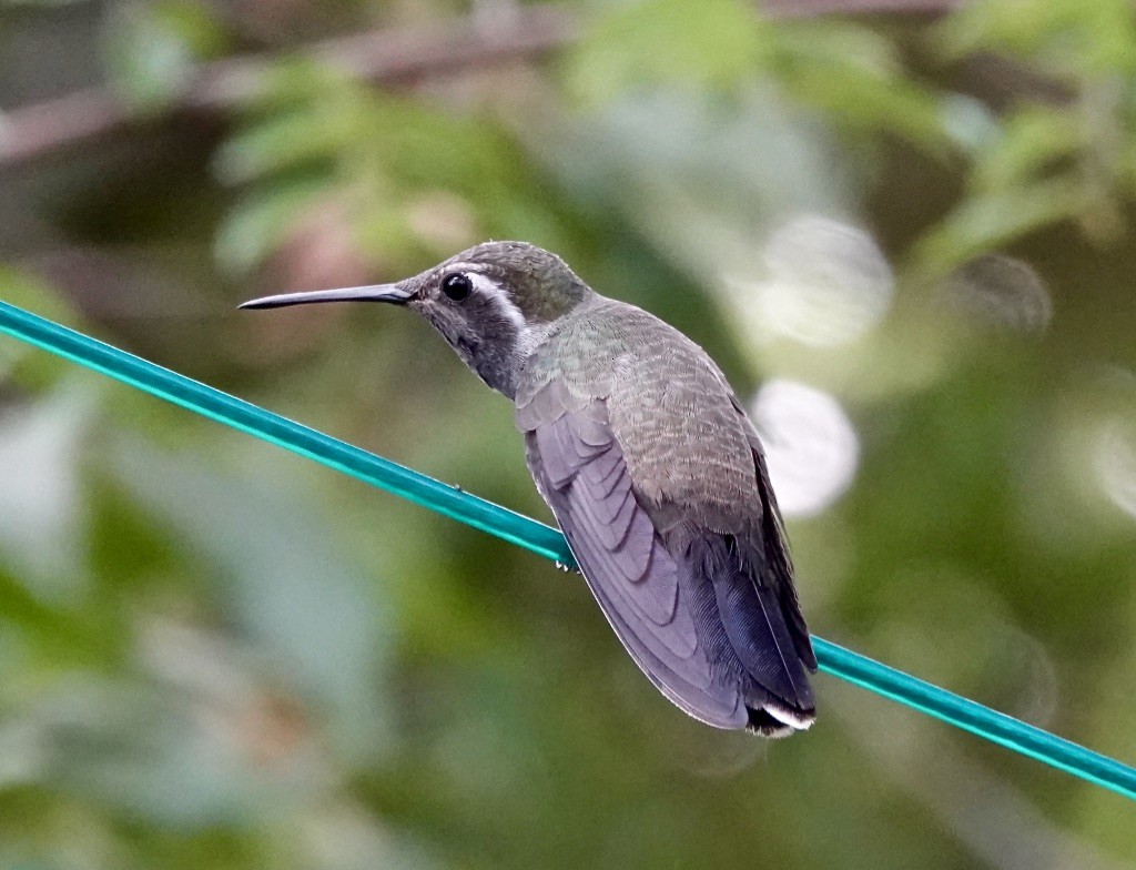 kolibřík blankytohrdlý - ML620119374