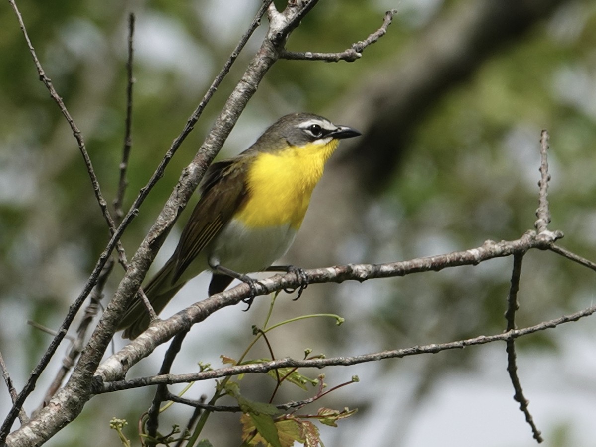 Yellow-breasted Chat - Mark S. Garland