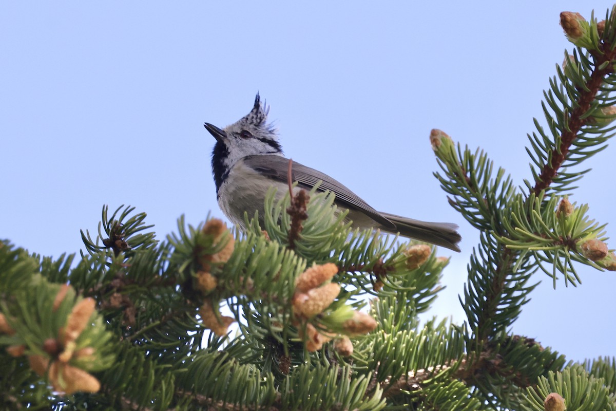 Crested Tit - ML620119398