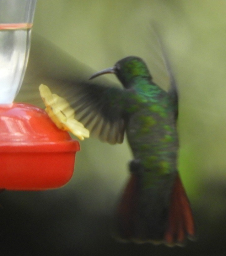 Rufous-tailed Hummingbird - ML620119399