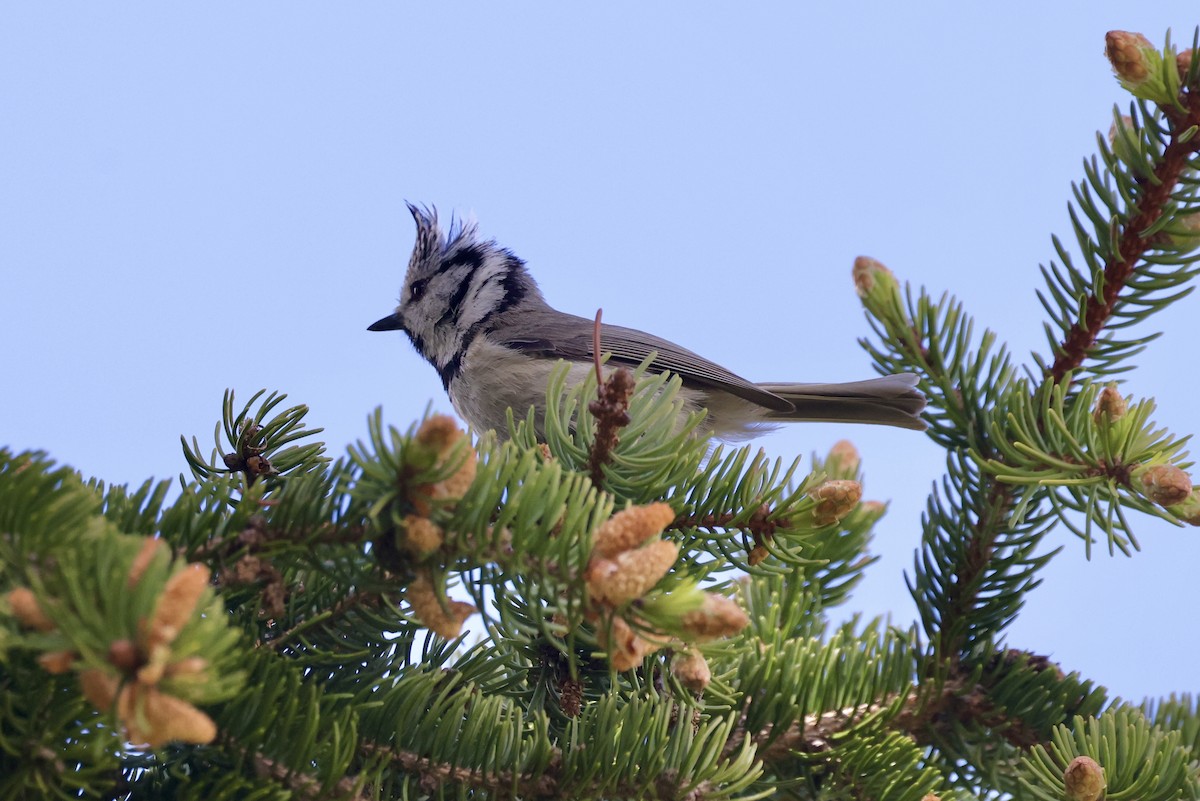 Crested Tit - ML620119401