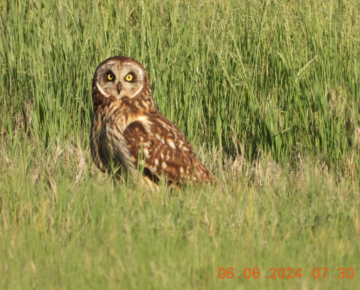 Short-eared Owl - ML620119404
