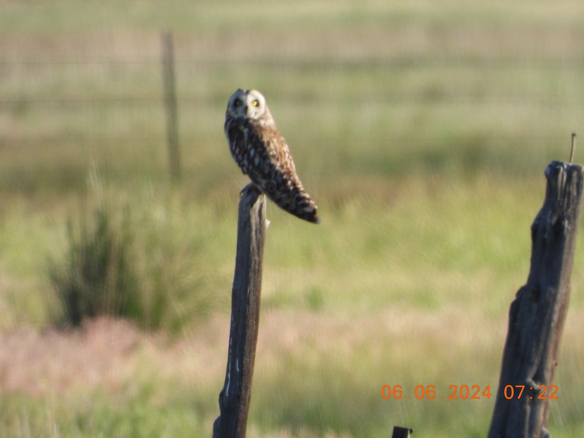 Short-eared Owl - ML620119405