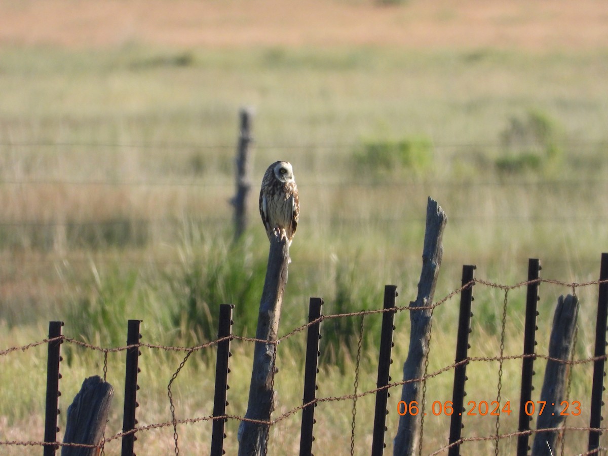 Short-eared Owl - ML620119406