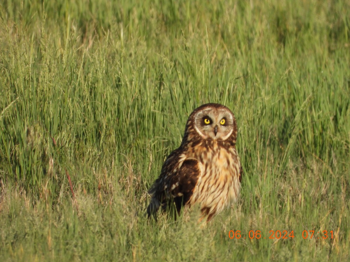 Short-eared Owl - ML620119407