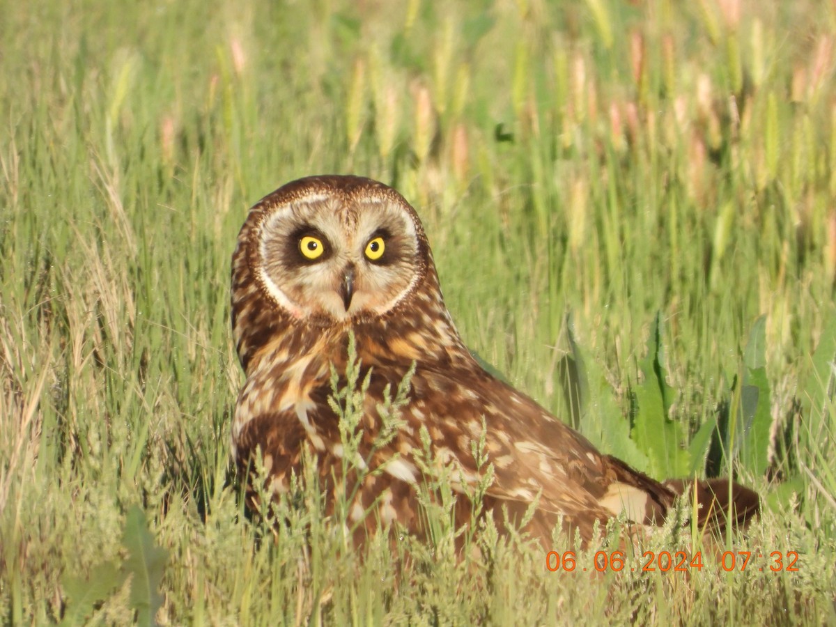 Short-eared Owl - ML620119408