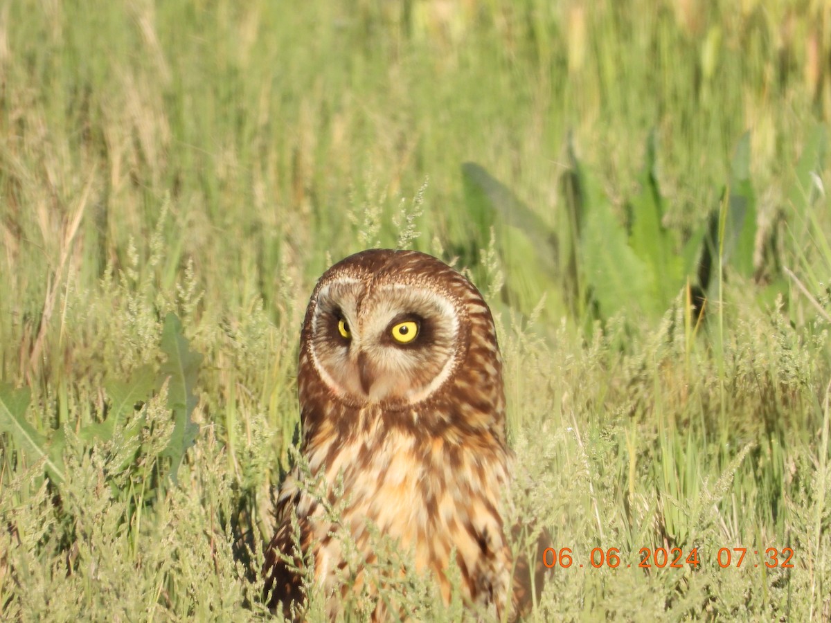 Short-eared Owl - ML620119409