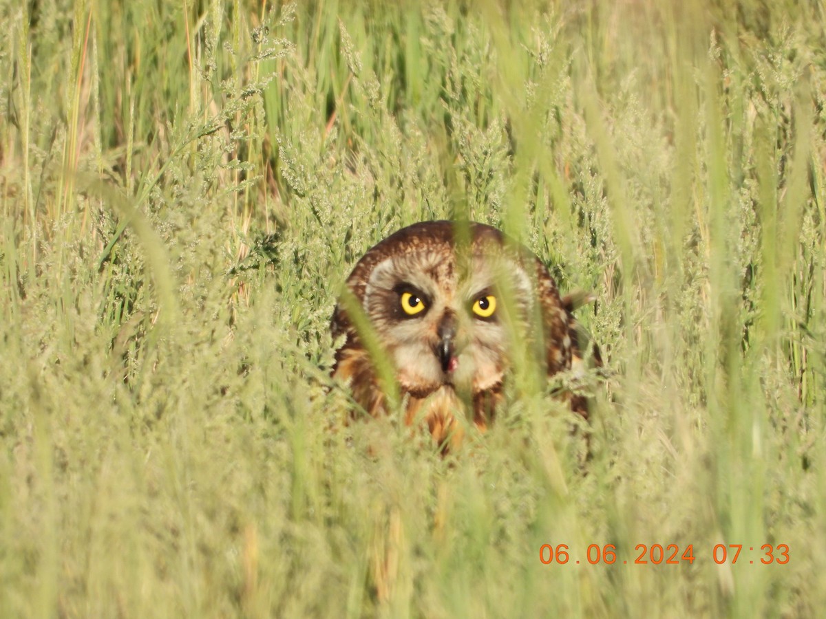 Short-eared Owl - ML620119410