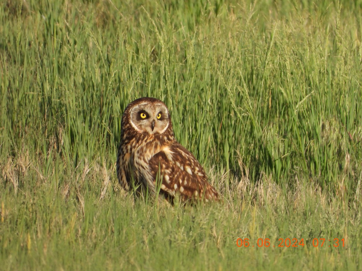 Short-eared Owl - ML620119412