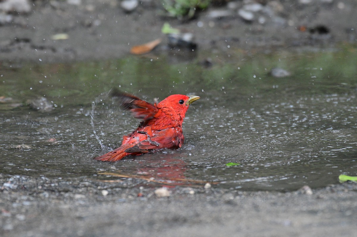 Piranga Roja - ML620119433