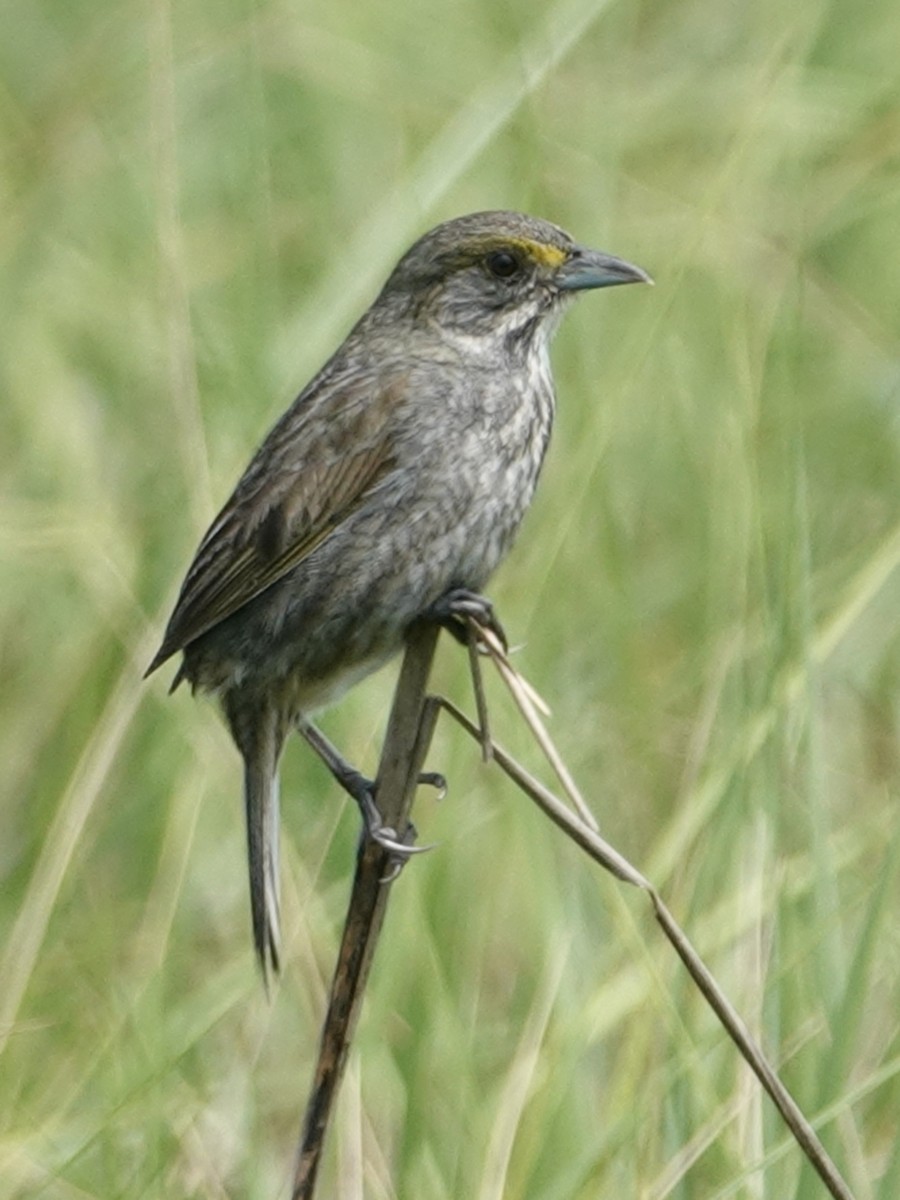 Seaside Sparrow - ML620119451