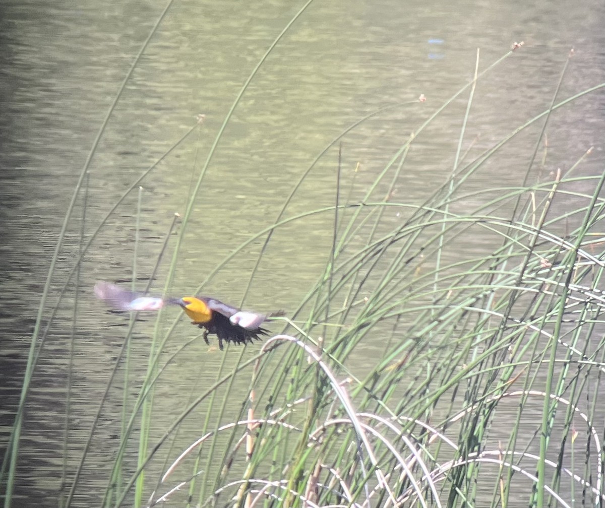 Yellow-headed Blackbird - ML620119468