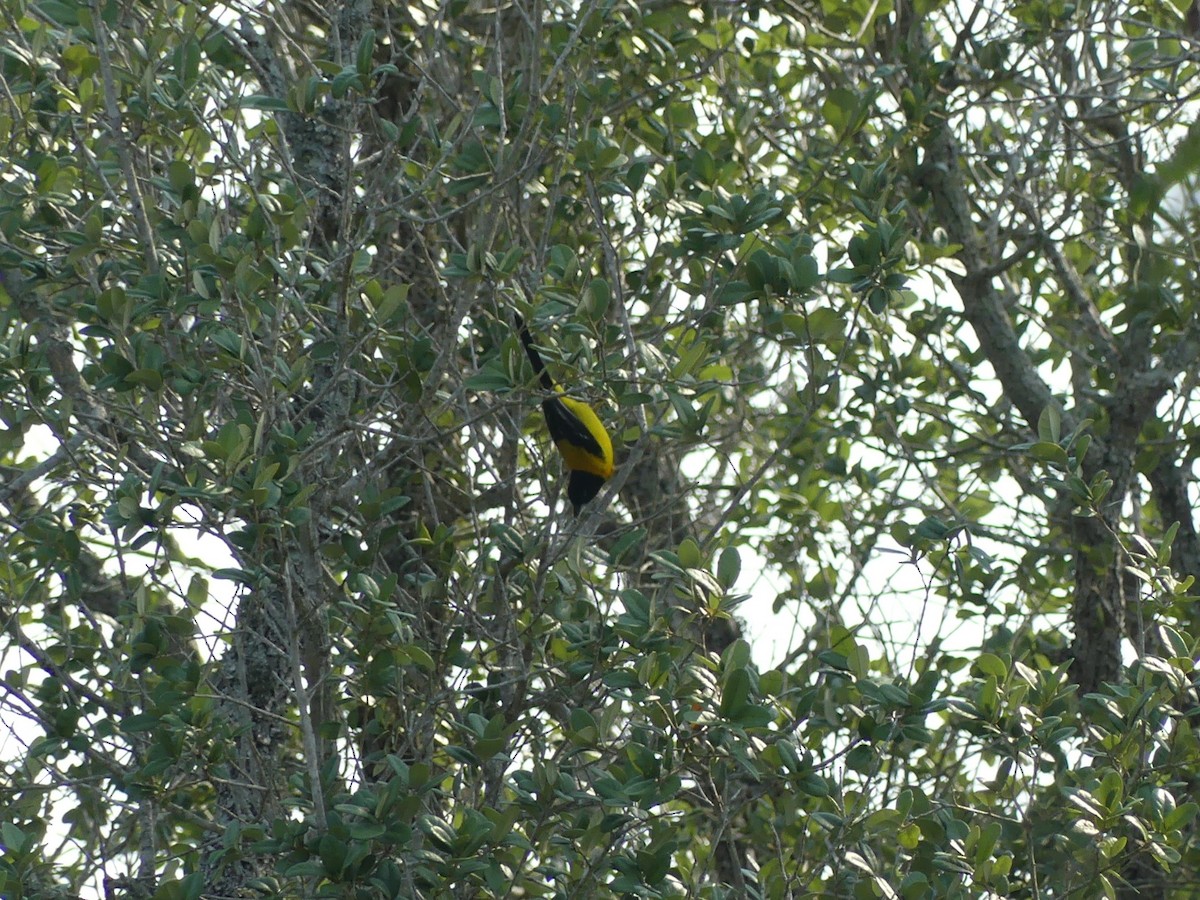 Audubon's Oriole - ML620119470