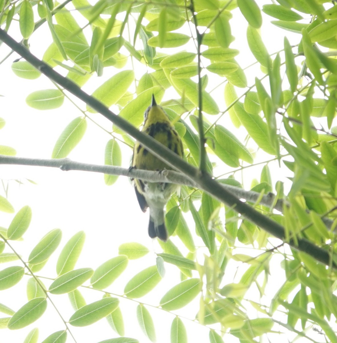 Magnolia Warbler - ML620119476