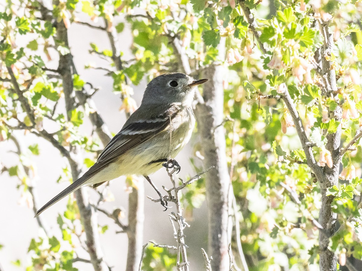 Dusky Flycatcher - ML620119482
