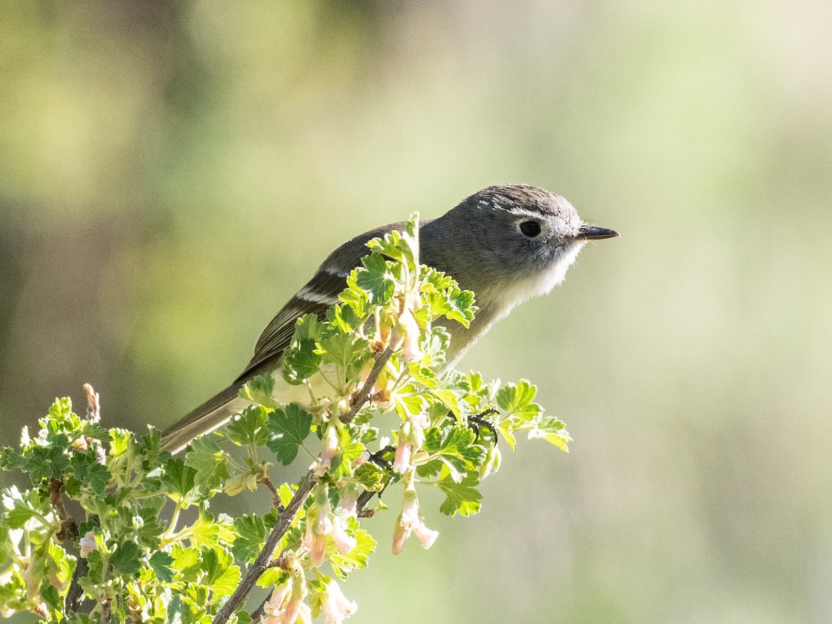 Dusky Flycatcher - ML620119483