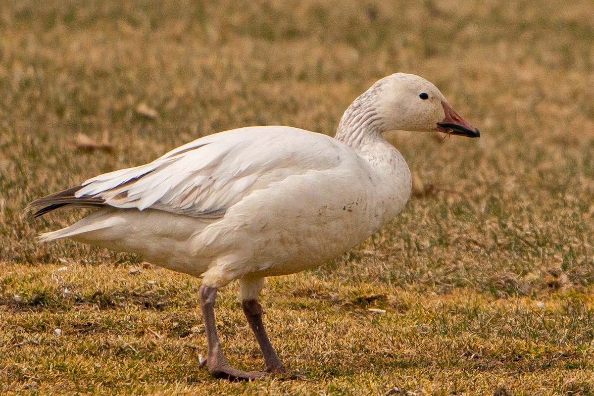 Snow Goose - ML620119501