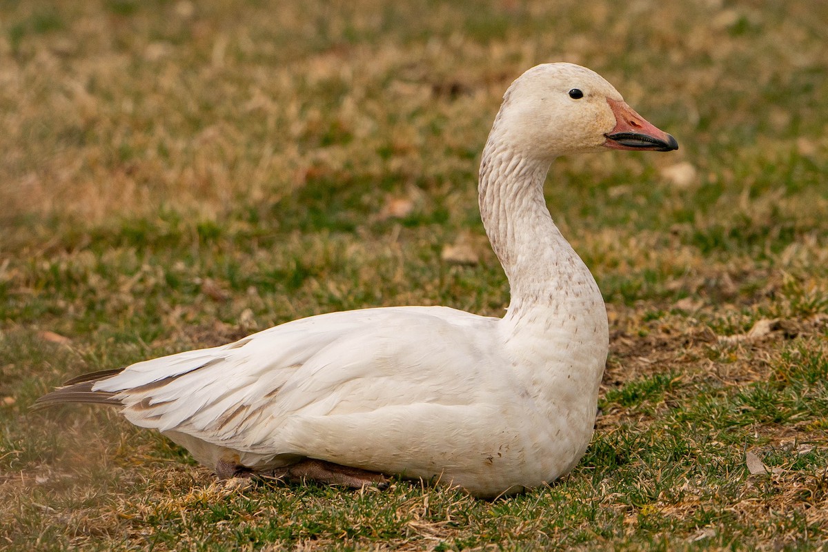 Snow Goose - ML620119505