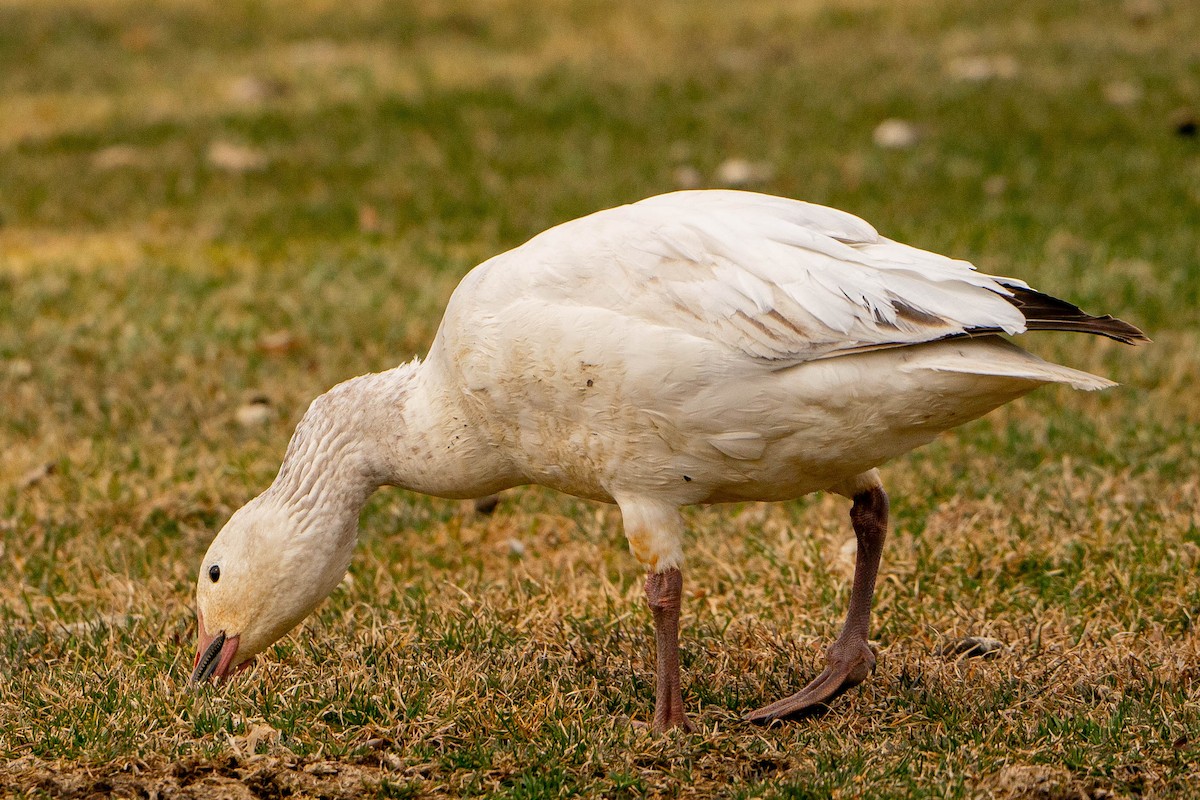 Snow Goose - ML620119511
