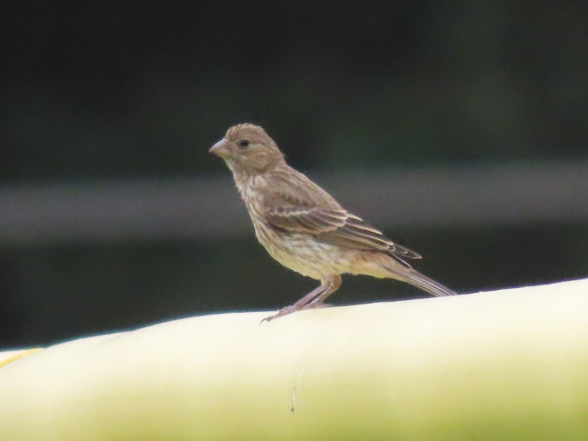 House Finch - ML620119514