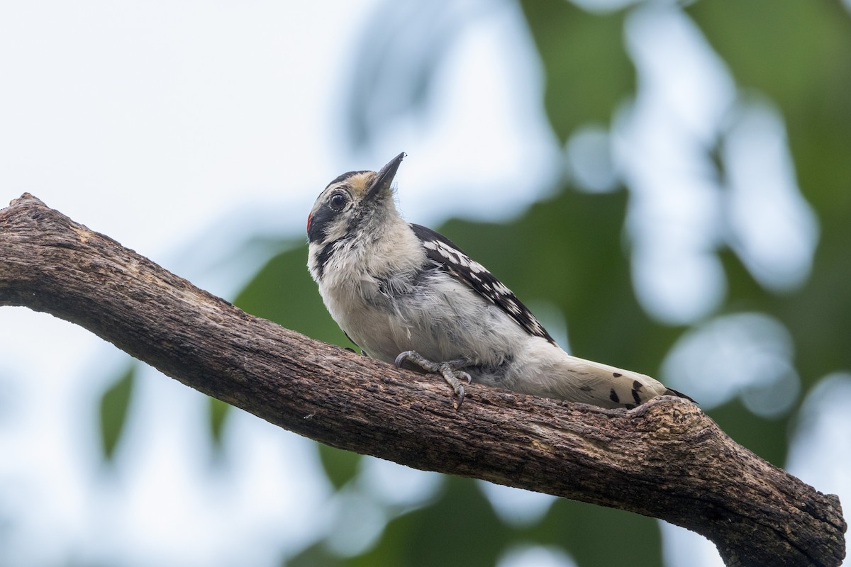 Downy Woodpecker - ML620119521