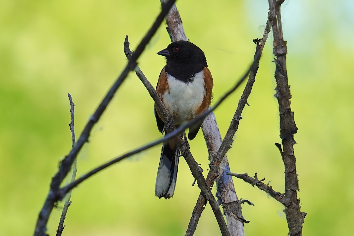 Spotted Towhee - ML620119531