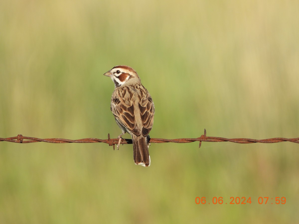 Lark Sparrow - ML620119532