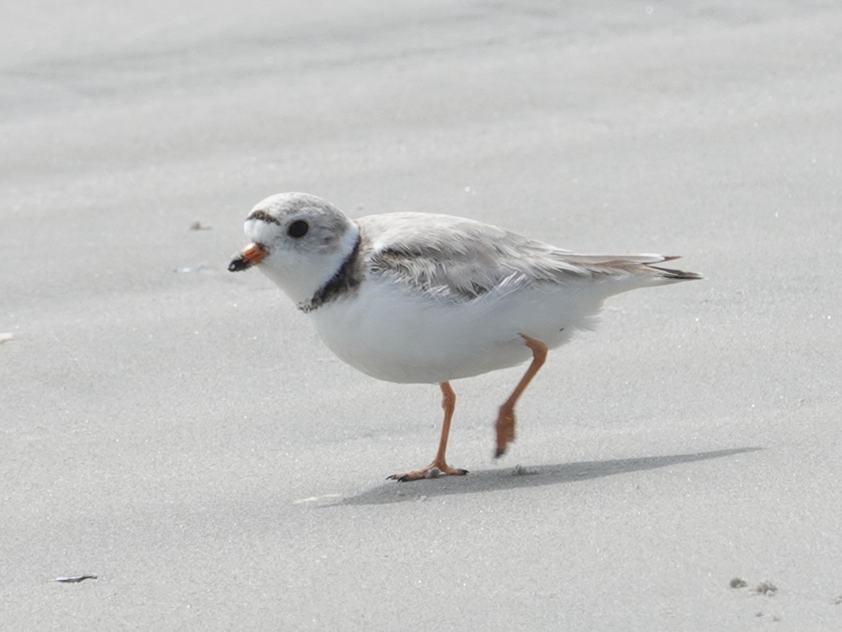 Piping Plover - ML620119539