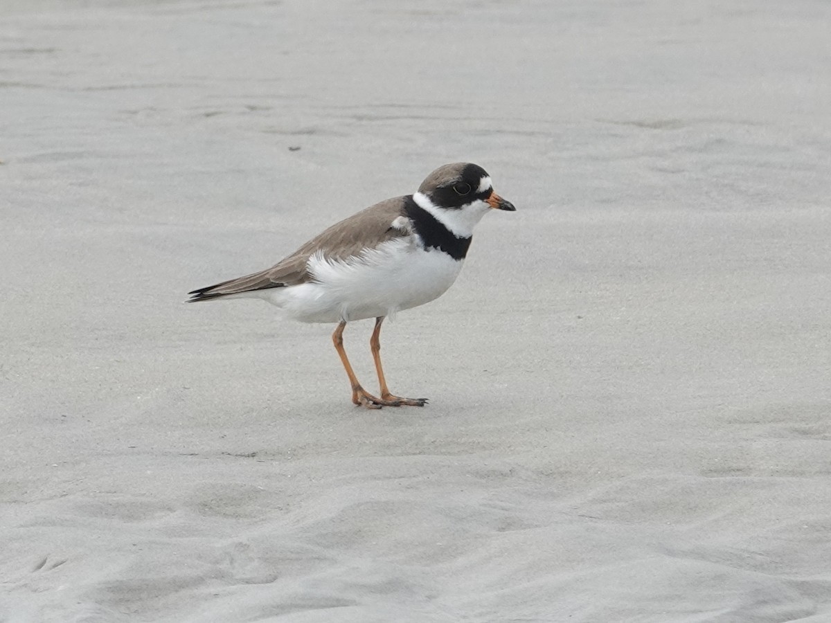 Semipalmated Plover - ML620119544