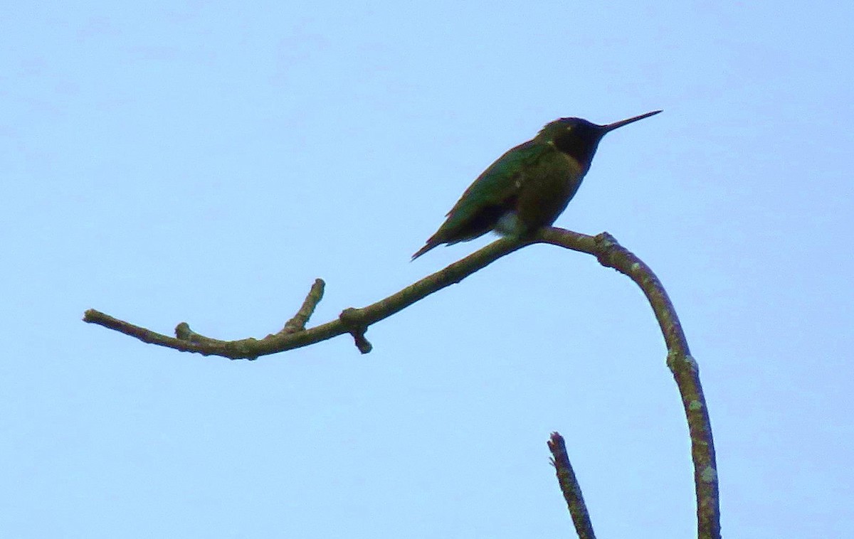 Ruby-throated Hummingbird - ML620119545
