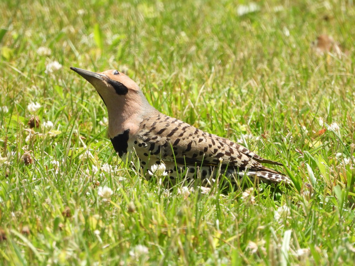 Northern Flicker - ML620119555