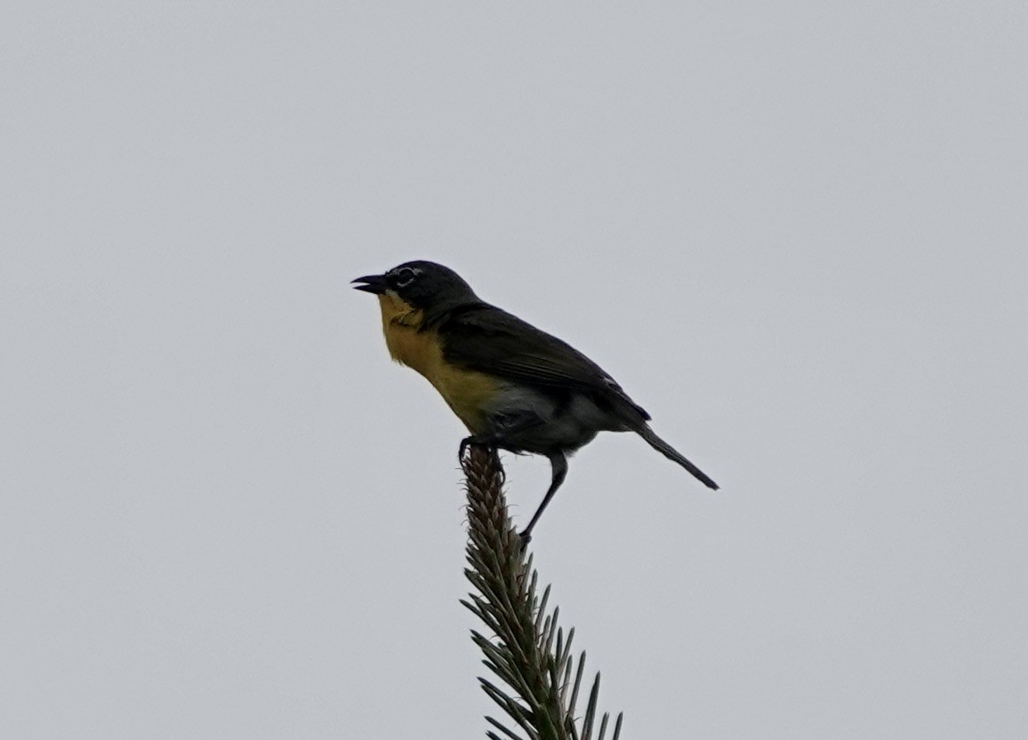 Yellow-breasted Chat - ML620119561