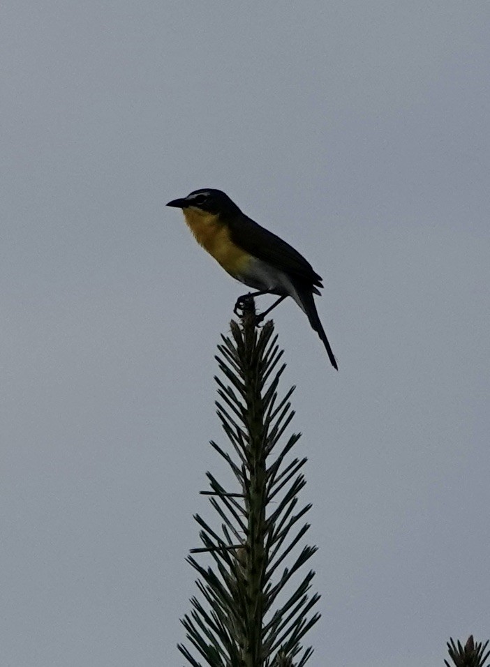 Yellow-breasted Chat - ML620119563