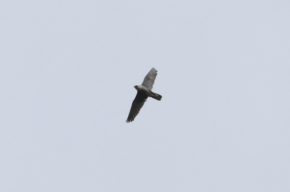 Peregrine Falcon - ML620119582