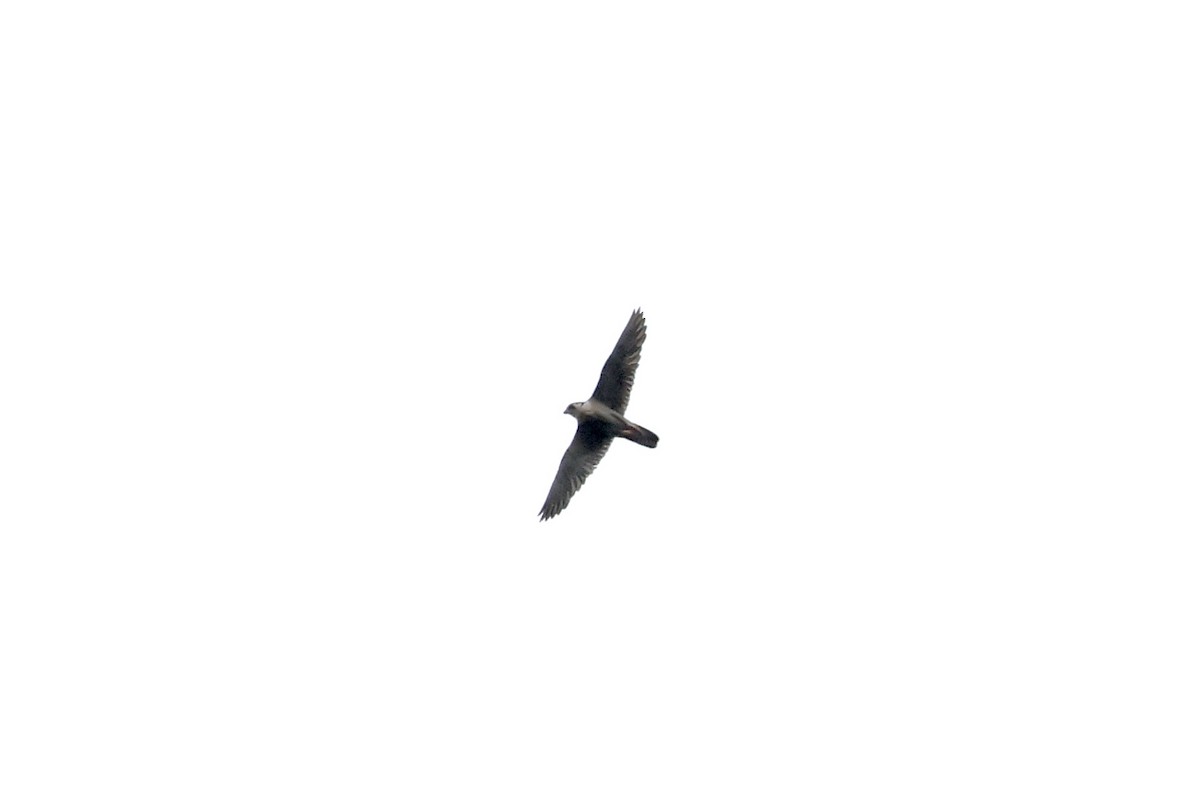 Peregrine Falcon - ML620119584