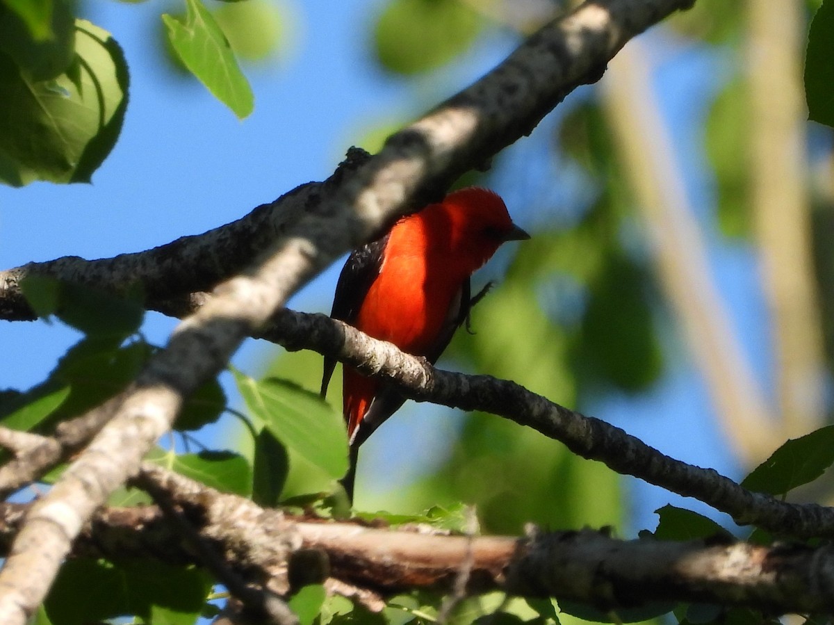 Scarlet Tanager - ML620119585