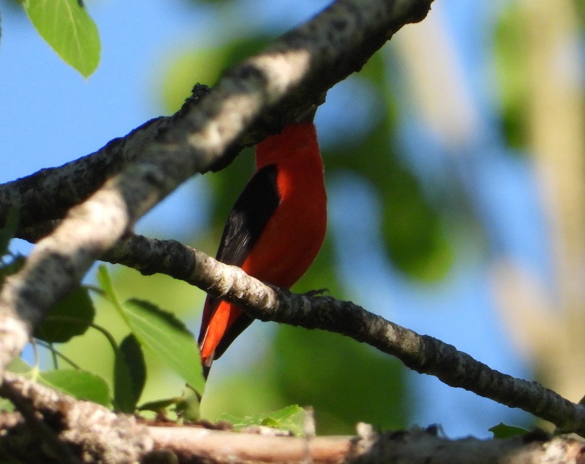 Scarlet Tanager - ML620119586